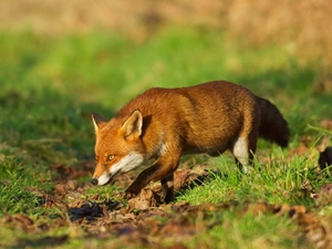Meadow, ginger, Fox