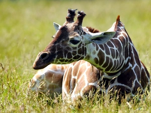 Meadow, Resting, giraffe