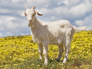 Meadow, young, goat