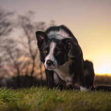 dog, Meadow, grass, Border Collie