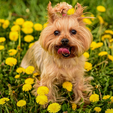 Flowers, dog, grass, Meadow, dandelions, Yorkshire Terrier