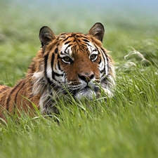 Meadow, tiger, grass