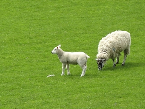Meadow, sheep, Green
