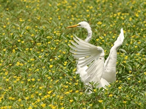 Meadow, White, heron