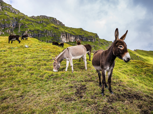 donkeys, The Hills, rocks, car in the meadow