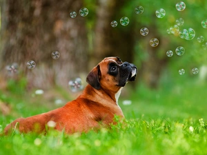 interesting eyes, boxer, Meadow