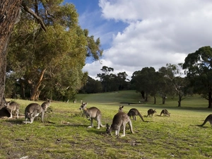kangaroo, trees, viewes, Meadow
