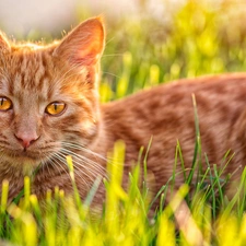 Meadow, ginger, kitten