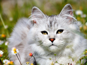 daisies, Meadow, Maine Coon Cat