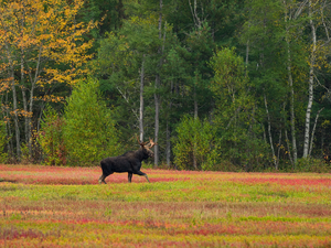 Meadow, trees, autumn, viewes, forest, car in the meadow, moose
