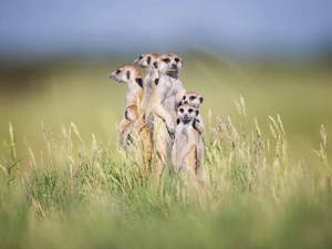 Meadow, Family, meerkats