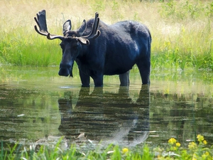 moose, grass, water, Meadow