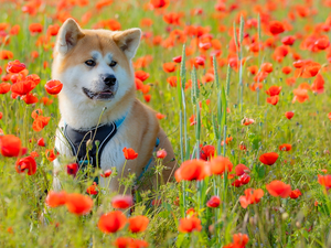 dog, Meadow, papavers, Akita Inu