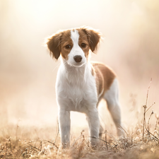 Meadow, Plants, Puppy, Alpine Dutch, dog