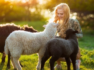 Meadow, girl, sheep