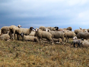 Meadow, herd, sheep