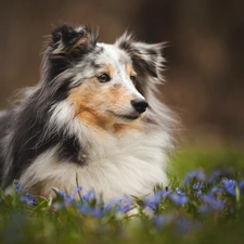 Flowers, shetland Sheepdog, Meadow