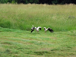 Meadow, birds, Storks