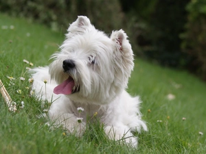 Meadow, White, terrier