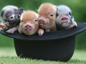 Hat, Meadow, tiny, mumps, four