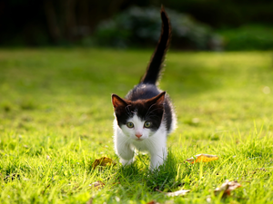 kitten, Meadow, White, honeyed, black