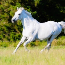 White, grass, Meadow, Horse