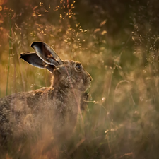 grass, Wild Rabbit, Meadow