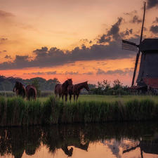 River, Great Sunsets, Meadow, bloodstock, Windmill