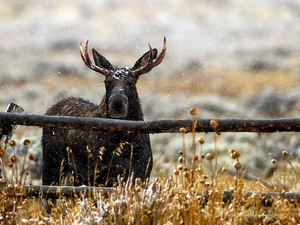 winter, fence, moose, Meadow