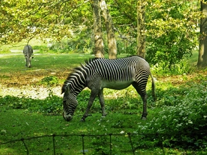 zebra, trees, viewes, Meadow