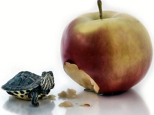 meal, turtle, Apple