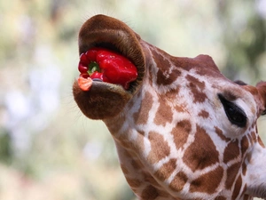 meal, giraffe, pepper