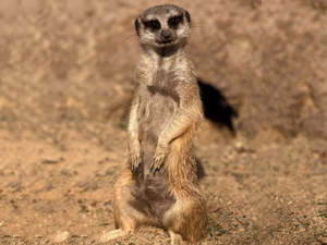 Meerkat