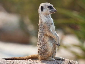Meerkat