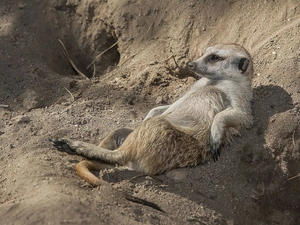 Meerkat