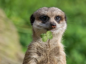 Meerkat, clover