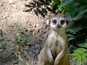 Meerkat, Leaf