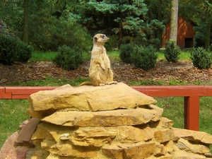 Meerkat, rocks