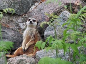 Meerkat, rocks