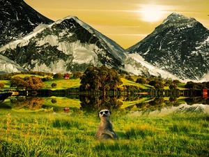 grass, Meerkat, trees, viewes, Mountains