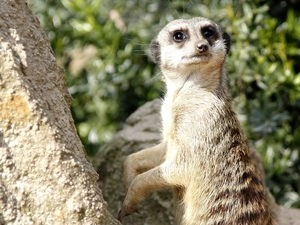 Meerkat