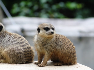 Meerkats