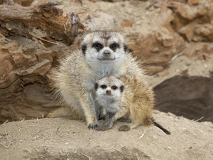 Meerkats, Rocks