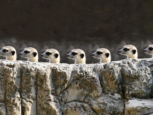 Meerkats, Stone