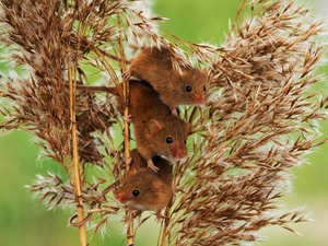 Micromys Minutus, grass