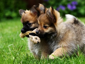 Miniature Spitz, sweet, plush, puppies, Two cars, grass, toy