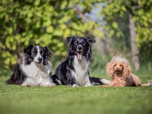 Lawn, Border Collie, Miniature Poodle, Dogs