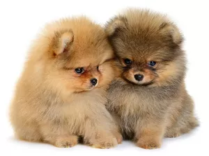Pomeranians, puppies, Dogs, Miniature Spitz, Two cars