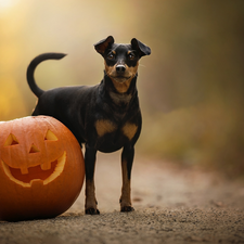 pumpkin, dog, miniature Pinscher