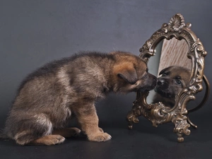 Mirror, Puppy, mirror